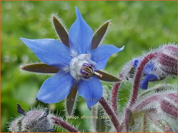 Borago officinalis | Komkommerkruid, Borage, Bernagie | Gurkenkraut | Borage
