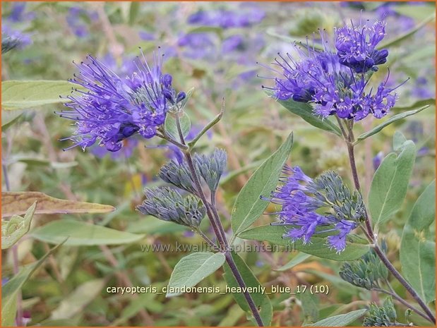 Caryopteris clandonensis 'Heavenly Blue' | Blauwe spirea, Blauwbaard, Baardbloem | Bartblume