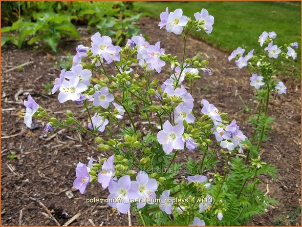 Polemonium caeruleum 'Hopleys' | Jacobsladder, Hemelladder | Blaublühende Himmelsleiter | Greek Valerian