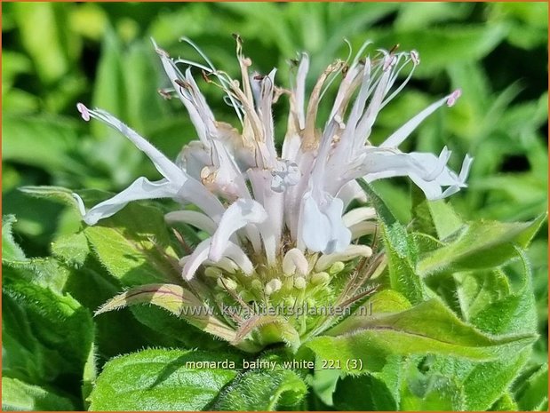 Monarda 'Balmy White' | Bergamotplant, Indianennetel | Indianernessel