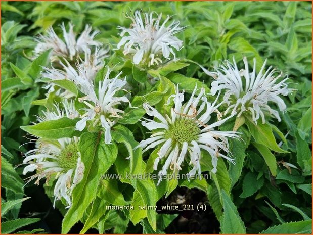 Monarda &#39;Balmy White&#39; | Bergamotplant, Indianennetel | Indianernessel
