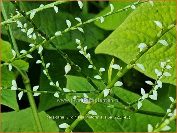 Persicaria virginiana &#39;Filiformis Albiflora&#39; | Duizendknoop | Fadenknöterich