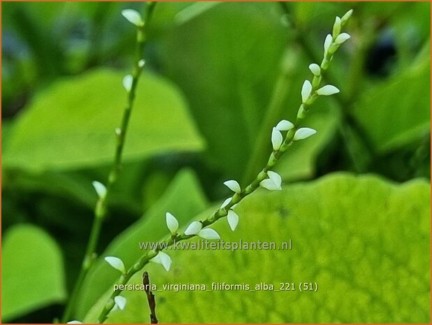 Persicaria virginiana &#39;Filiformis Albiflora&#39; | Duizendknoop | Fadenknöterich