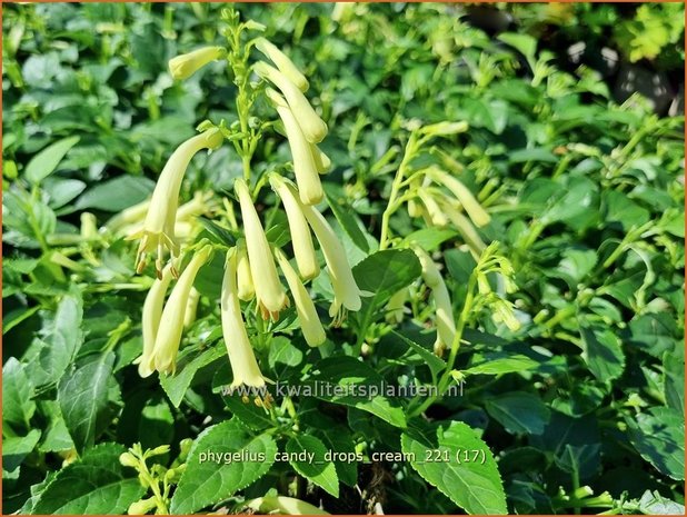 Phygelius 'Candy Drops Cream' | Kaapse fuchsia | Kapfuchsie