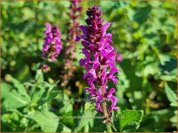 Salvia nemorosa 'Bumbleberry' | Bossalie, Salie, Salvia | Steppensalbei | Woodland Sage