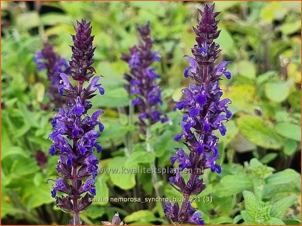 Salvia nemorosa 'Synchro Blue' | Bossalie, Salie, Salvia | Steppensalbei