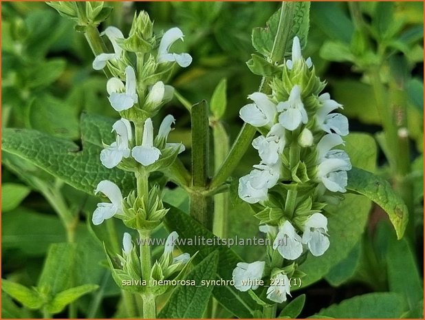 Salvia nemorosa &#39;Synchro White&#39; | Bossalie, Salie, Salvia | Steppensalbei
