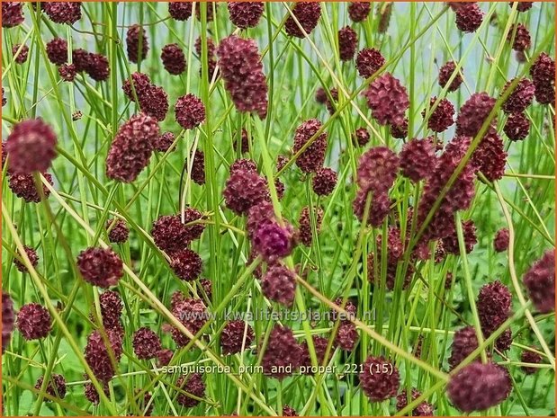 Sanguisorba 'Prim and Proper' | Pimpernel, Sorbenkruid | Wiesenknopf