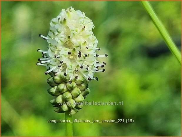 Sanguisorba officinalis &#39;Jam Session&#39; | Grote pimpernel, Sorbenkruid, Pimpernel | Großer Wiesenknopf