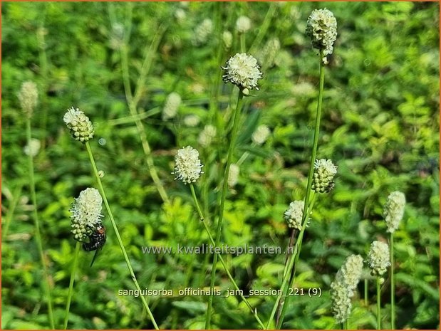 Sanguisorba officinalis 'Jam Session' | Grote pimpernel, Sorbenkruid, Pimpernel | Großer Wiesenknopf