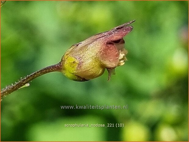 Scrophularia nodosa | Knopig helmkruid, Helmkruid | Knotige Braunwurz | Knotted Figwort
