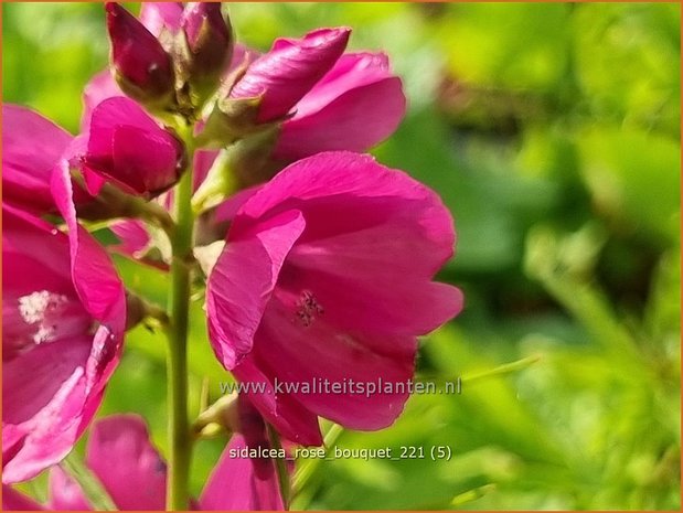 Sidalcea 'Rose Bouquet' | Griekse malva, Prairiemalva | Präriemalve