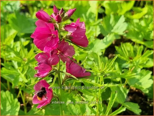 Sidalcea 'Rose Bouquet' | Griekse malva, Prairiemalva | Präriemalve