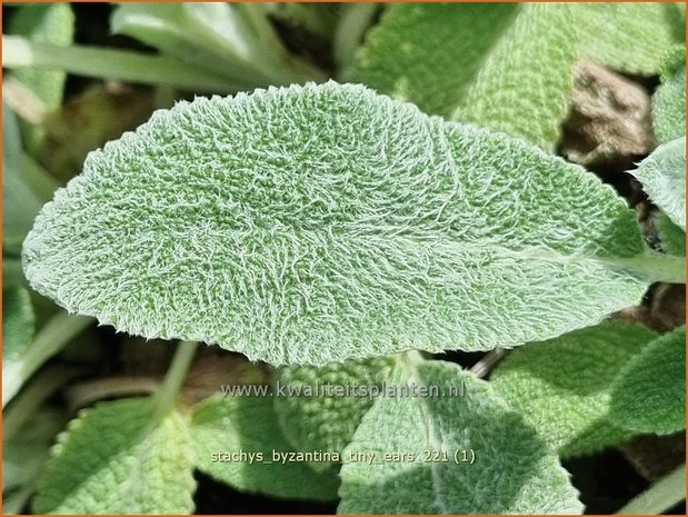 Stachys byzantina 'Tiny Ears' | Ezelsoor, Berenoor, Andoorn | Wollziest