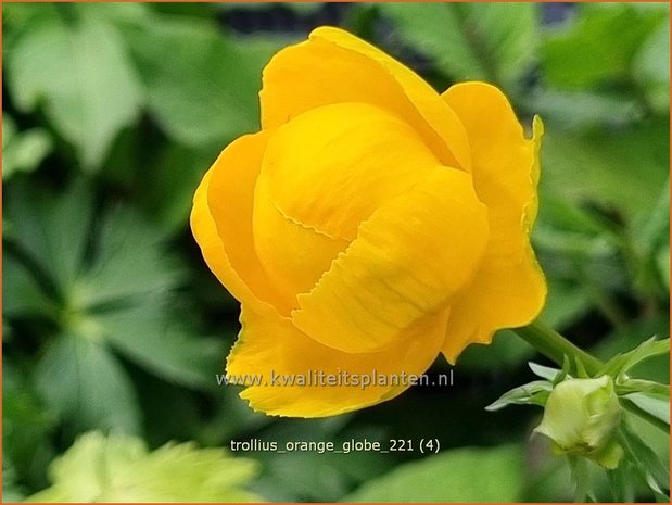 Trollius 'Orange Globe' | Globebloem, Kogelbloem | Trollblume