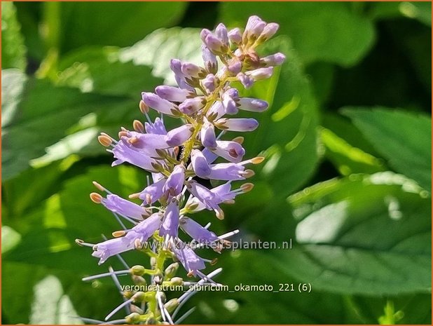 Veronicastrum sibiricum &#39;Okamoto&#39; | Zwarte ereprijs, Virginische ereprijs | Asiatischer Kandelaberehrenpreis