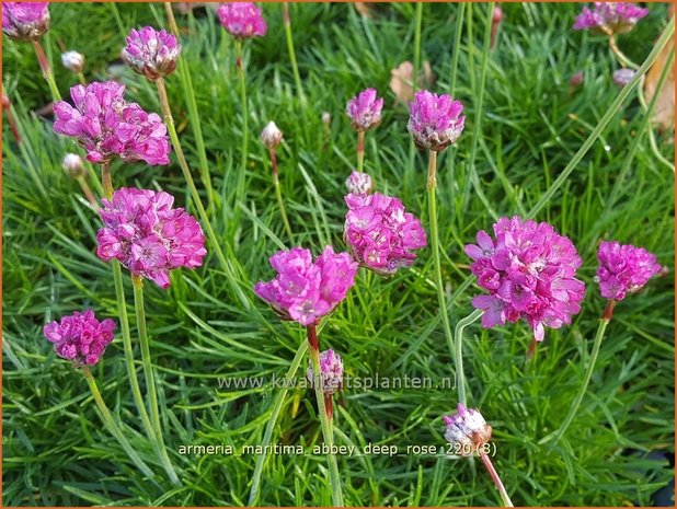 Armeria maritima &#39;Armada Deep Rose&#39; | Engels gras | Strand-Grasnelke