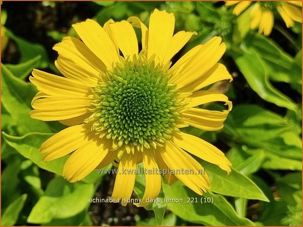 Echinacea 'Sunny Days Lemon'