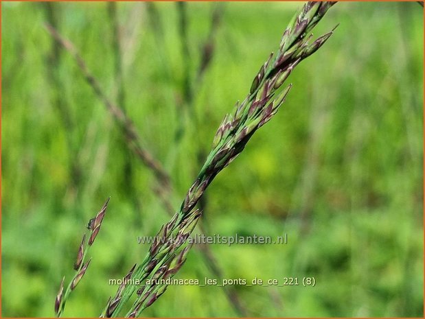 Molinia arundinacea 'Les Ponts de Cé' | Pijpenstrootje | Hohes Pfeifengras