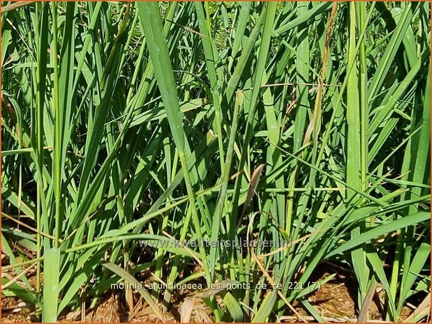 Molinia arundinacea 'Les Ponts de Cé' | Pijpenstrootje | Hohes Pfeifengras