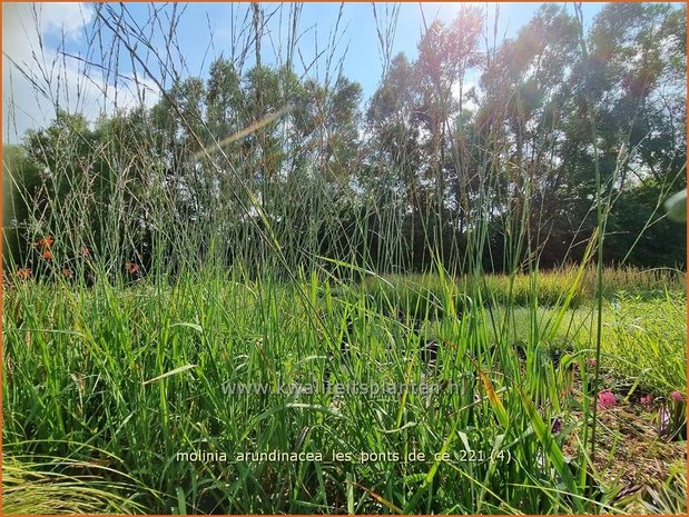 Molinia arundinacea 'Les Ponts de Cé' | Pijpenstrootje | Hohes Pfeifengras