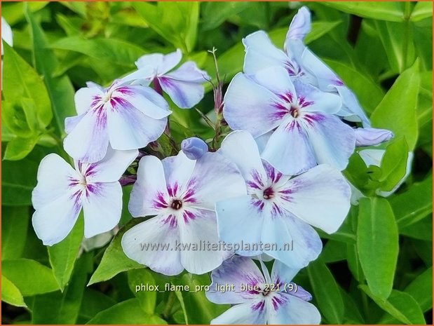 Phlox 'Flame Pro Light Blue' | Hoge vlambloem, Vlambloem, Flox, Floks | Hohe Flammenblume