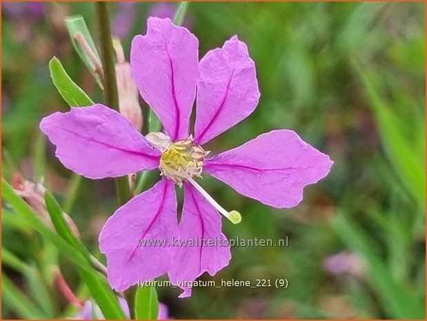 Lythrum virgatum 'Helène' | Fijne kattenstaart, Kattenstaart | Ruten-Weiderich | Wand Loosestrife