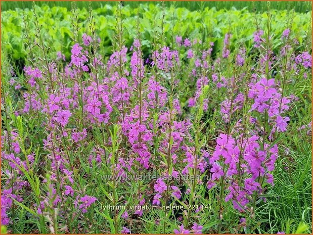 Lythrum virgatum 'Helène' | Fijne kattenstaart, Kattenstaart | Ruten-Weiderich | Wand Loosestrife