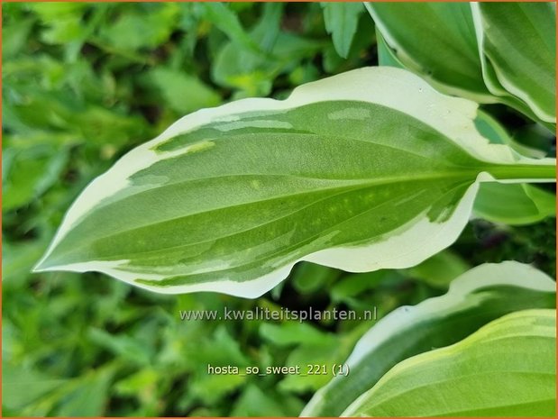 Hosta 'So Sweet' | Hosta, Hartlelie, Funkia | Funkie