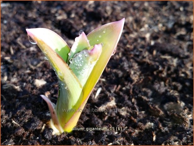 Allium giganteum | Sierui, Look