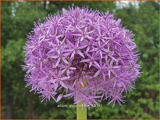Allium 'Globemaster' | Reuzenlook, Sierui, Look | Lauch