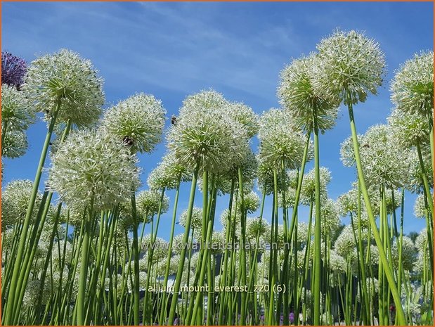 Allium 'Mount Everest' | Reuzenlook, Sierui, Look | Lauch