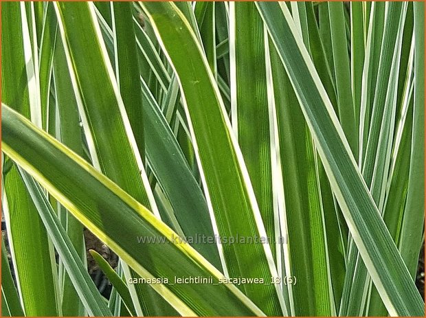 Camassia leichtlinii 'Sacajawea' | Prairielelie, Indianenlelie | Leichtlins Prärielilie