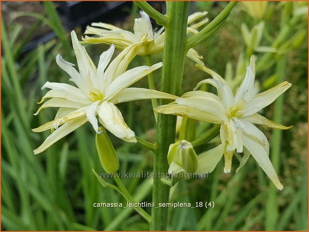 Camassia leichtlinii 'Semiplena' | Prairielelie, Indianenlelie | Leichtlins Prärielilie