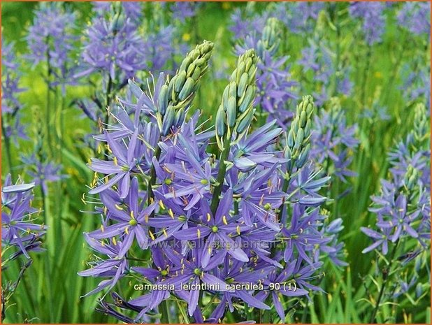 Camassia leichtlinii 'Caerulea' | Prairielelie