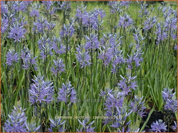 Camassia leichtlinii 'Caerulea' | Prairielelie, Indianenlelie