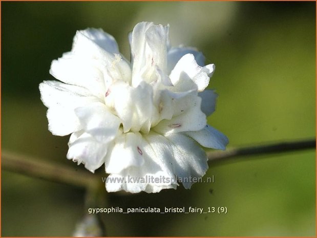 Gypsophila paniculata 'Bristol Fairy' | Gipskruid