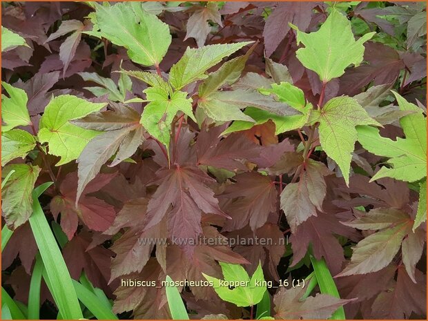 Hibiscus moscheutos 'Kopper King' | Tuinhibiscus, Altheastruik | Roseneibisch