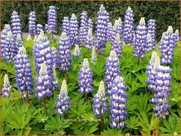 Lupinus 'King Canute' | Lupine | Lupine