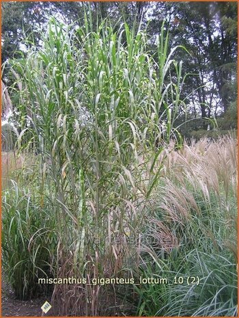Miscanthus giganteus 'Lottum' | Prachtriet, Japans sierriet, Chinees riet