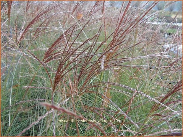 Miscanthus sinensis 'Adagio' | Prachtriet, Japans sierriet, Chinees riet