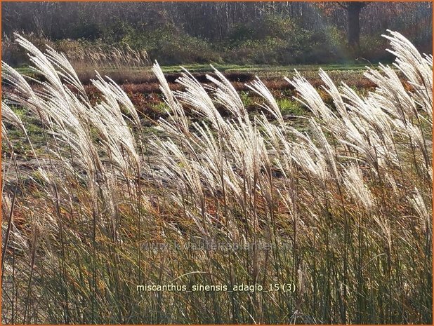 Miscanthus sinensis 'Adagio' | Prachtriet, Chinees riet, Japans sierriet, Sierriet