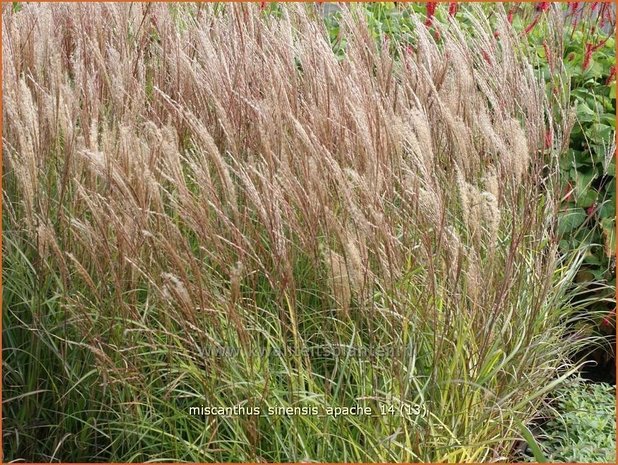 Miscanthus sinensis 'Apache' | Prachtriet, Chinees riet, Japans riet, Sierriet