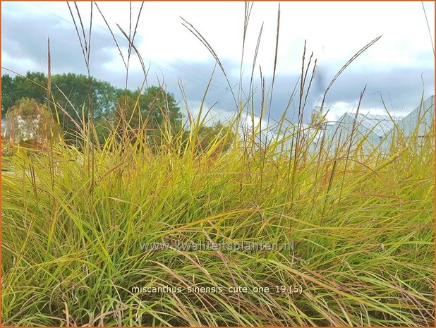 Miscanthus sinensis 'Cute One' | Chinees prachtriet, Chinees riet, Japans sierriet, Sierriet | Chinaschilf