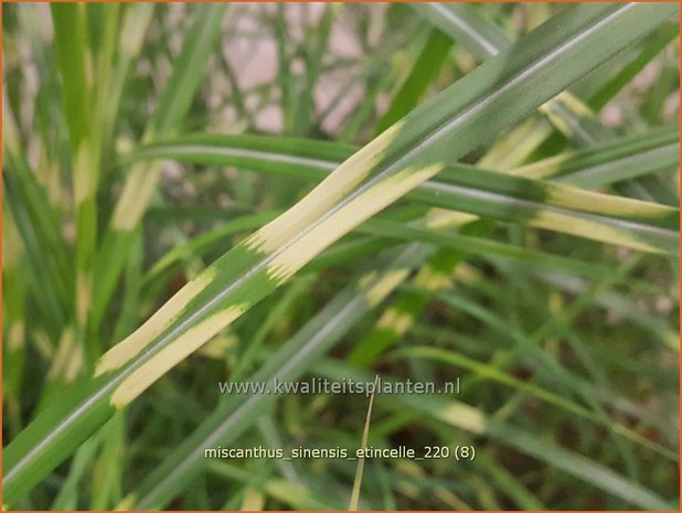 Miscanthus sinensis 'Etincelle' | Zebragras, Prachtriet, Chinees riet, Japans sierriet | Chinaschilf