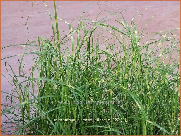 Miscanthus sinensis 'Etincelle' | Zebragras, Prachtriet, Chinees riet, Japans sierriet | Chinaschilf