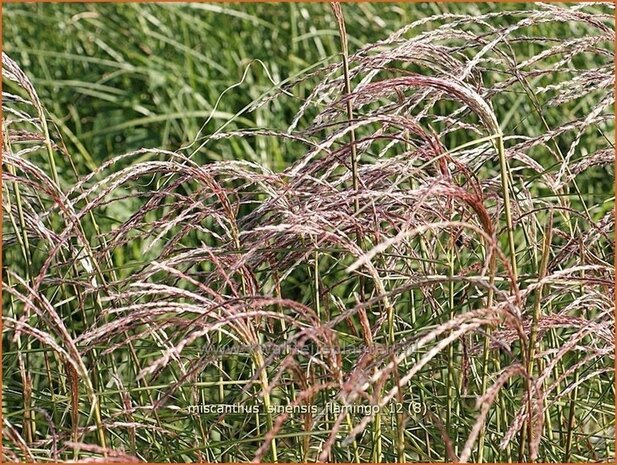 Miscanthus sinensis 'Flamingo' | Prachtriet, Japans sierriet, Chinees riet