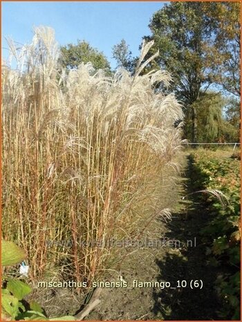 Miscanthus sinensis 'Flamingo' | Prachtriet, Japans sierriet, Chinees riet