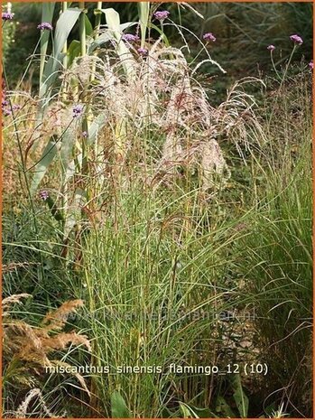 Miscanthus sinensis 'Flamingo' | Prachtriet, Japans sierriet, Chinees riet