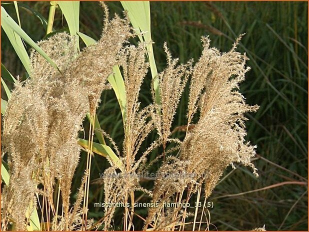 Miscanthus sinensis 'Flamingo' | Prachtriet, Japans sierriet, Chinees riet